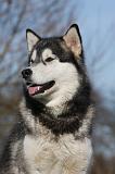 ALASKAN MALAMUTE 756